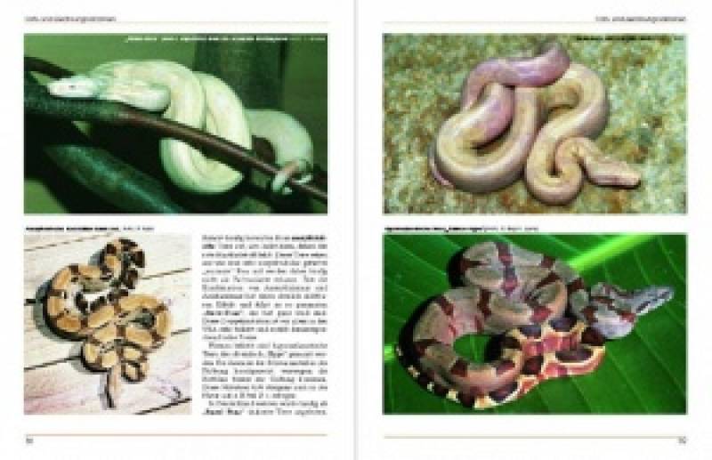 Boa constrictor
